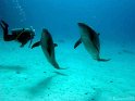 030509_Gamoul Soraya - Dauphins - Dsc02347~
